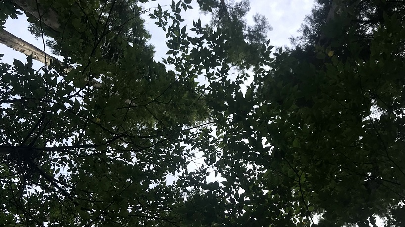 休憩中に上を見上げてみたら